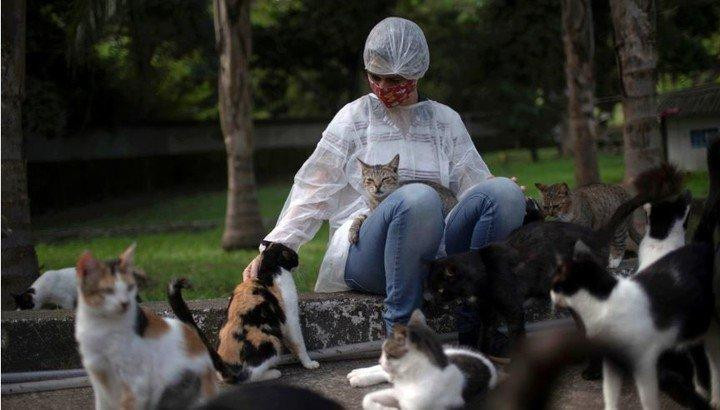 Parásito que ingresa al ser humano a través de gatos 