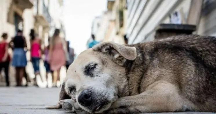 Perro callejero