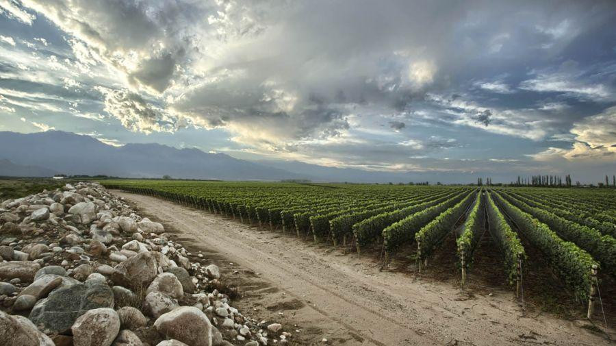 Zuccardi, bodega, Foto gentileza Bodegas Zuccardi	