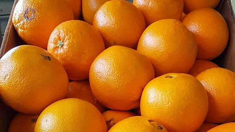 Naranjas, exportación, Unión Europea