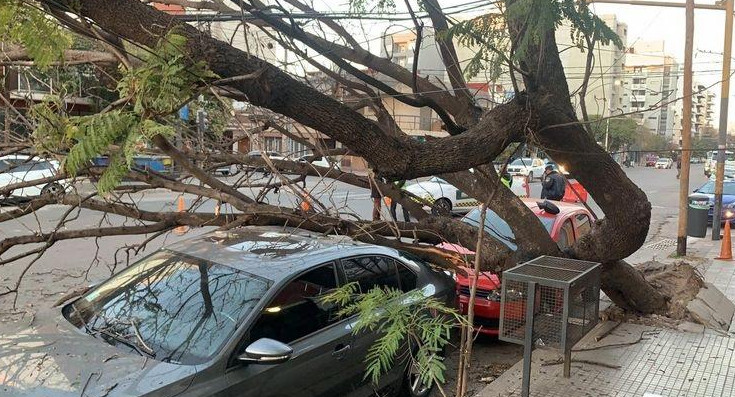 Cayó un añoso árbol y dañó dos autos en Córdoba, Fotos Cadena 3
