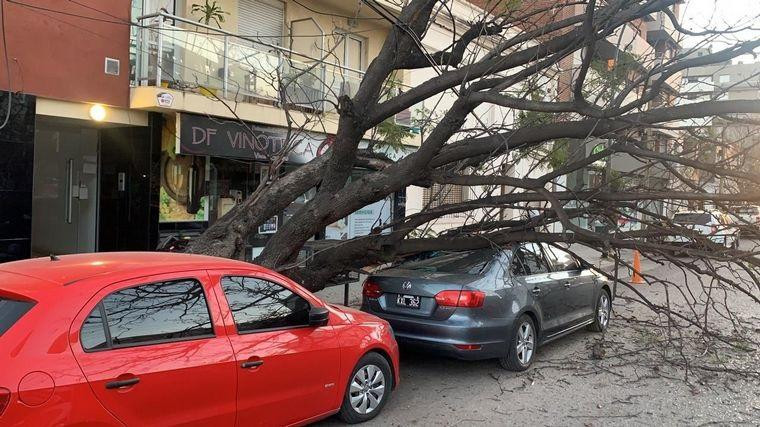 Cayó un añoso árbol y dañó dos autos en Córdoba, Fotos Cadena 3