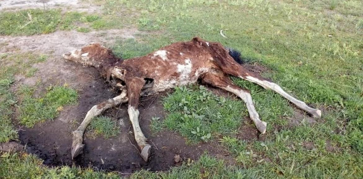 Caballos muertos en Esteban Echeverría