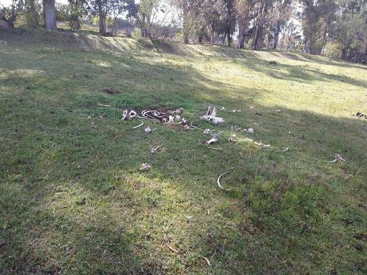 Caballos muertos en Esteban Echeverría