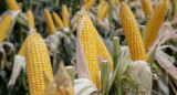 Maíz, campo, plantaciones de maíz, Foto NA