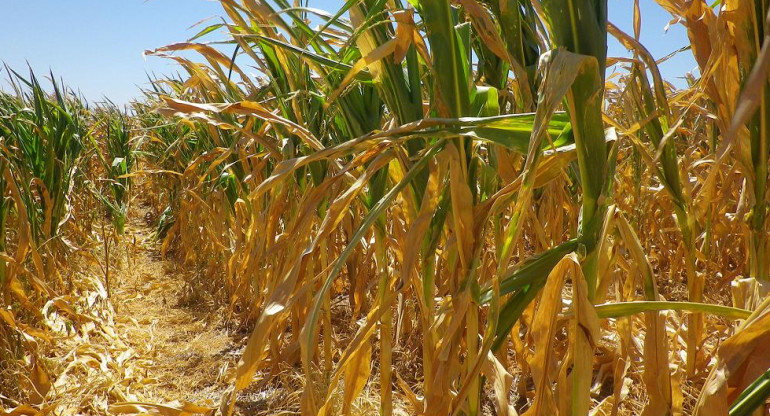 Plantación de maíz, campo, foto NA