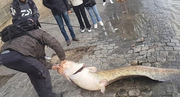 Pescador Captura a enorme bagre en París  