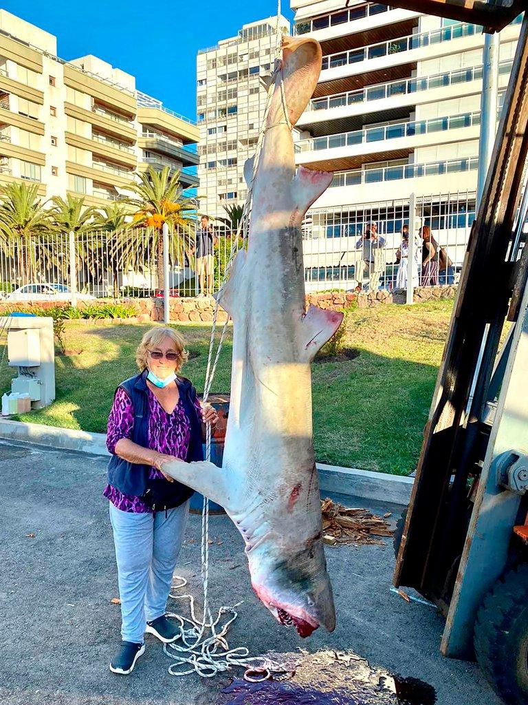 Pescaron otro tiburón en Punta del Este y crece la polémica porque es una especie amenazada