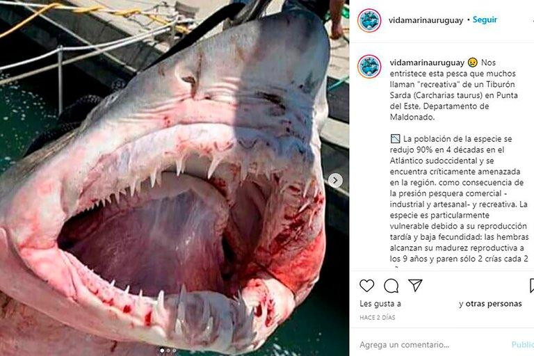 Pescaron otro tiburón en Punta del Este y crece la polémica porque es una especie amenazada