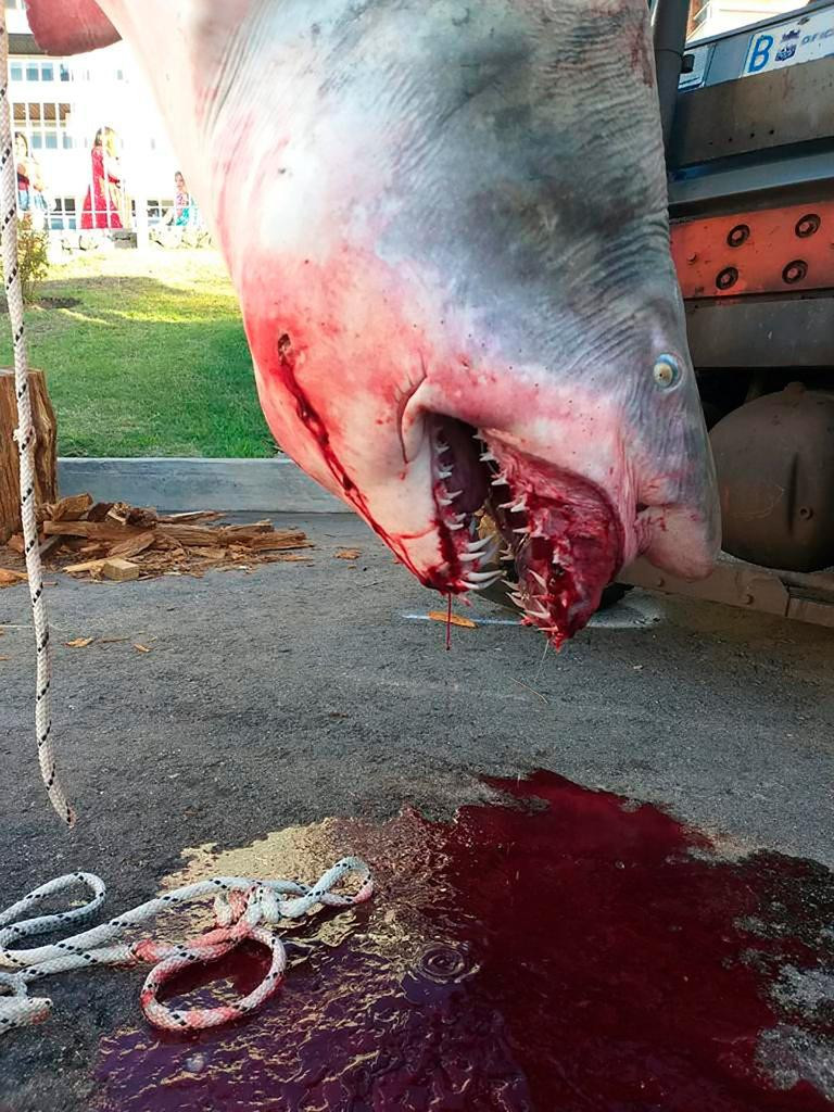 Pescaron otro tiburón en Punta del Este y crece la polémica porque es una especie amenazada