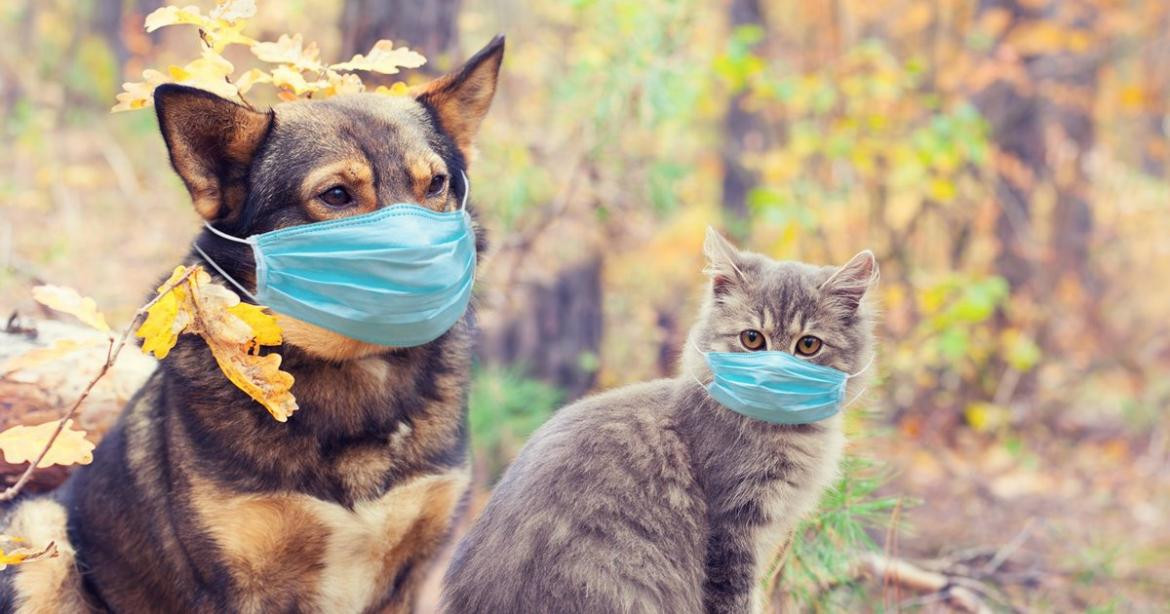 Perros y gatos, pandemia de coronavirus