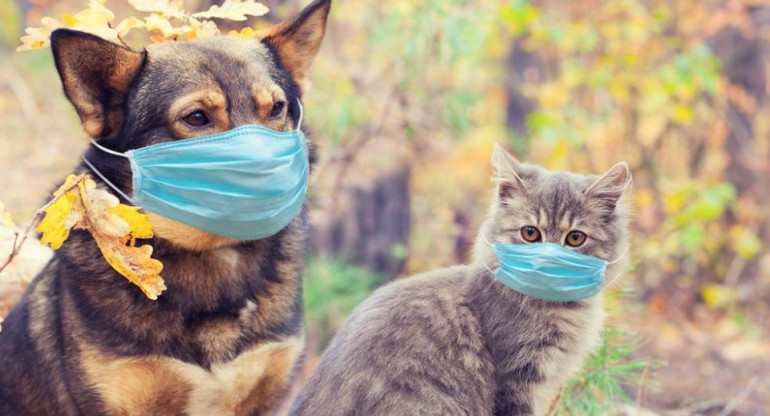 Perros y gatos, pandemia de coronavirus