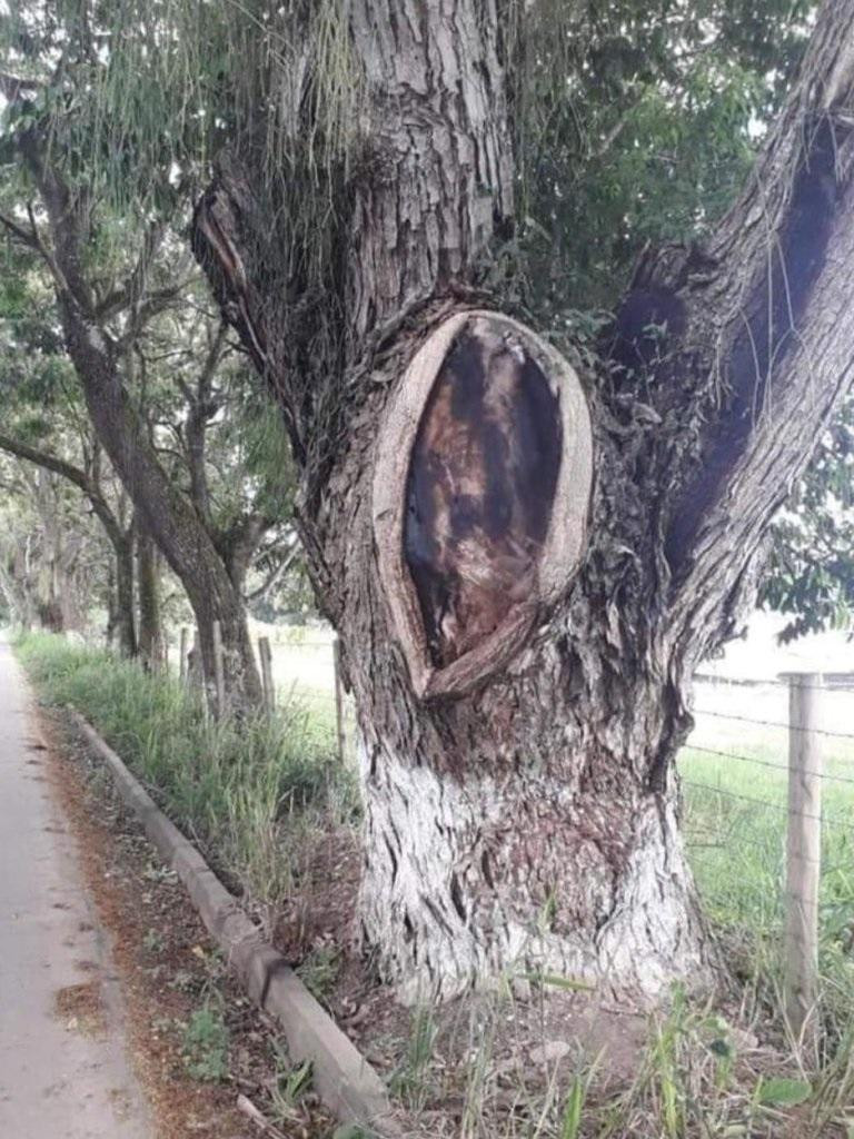 Árbol con la supuesta imagen de Jesús