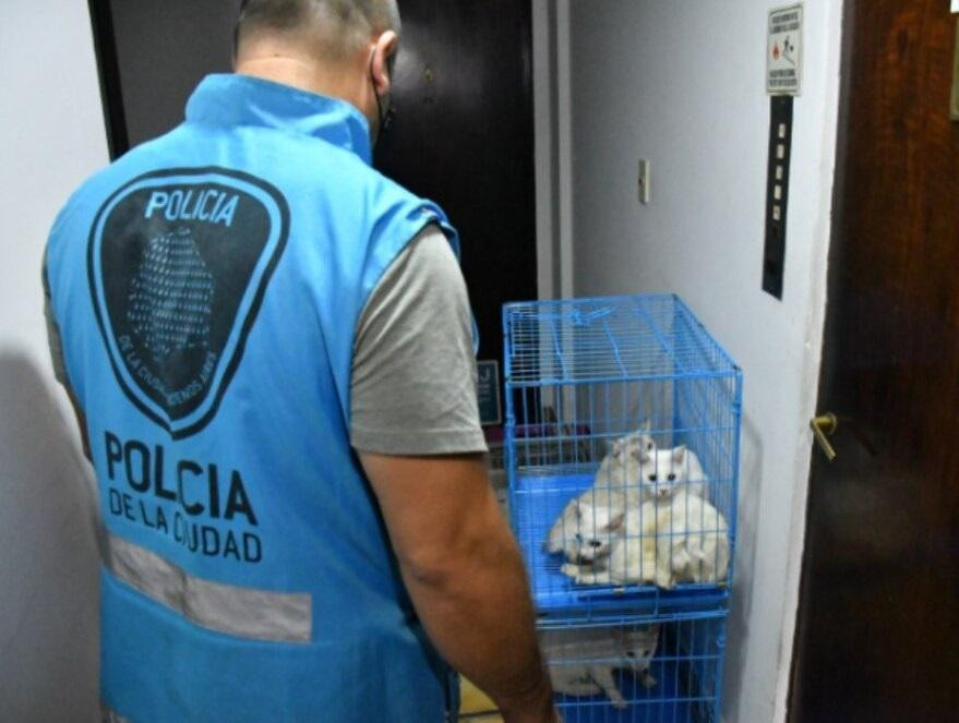Departamento con 17 felinos rescatados, Foto: Policía de la Ciudad
