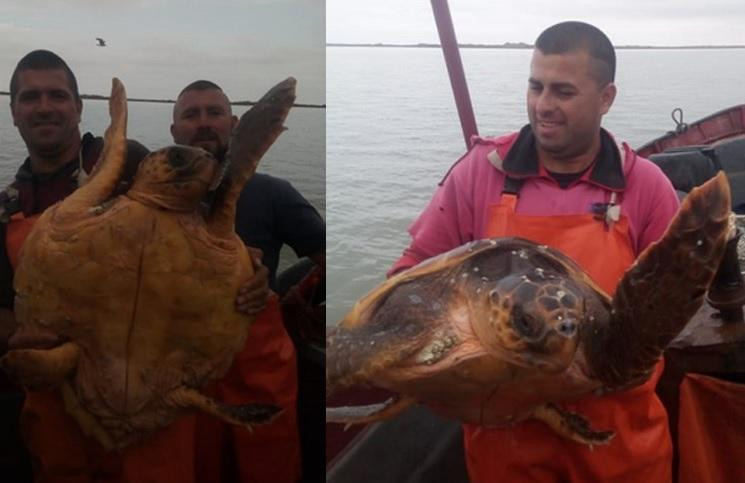 Tortuga Cabezona en Bahía Blanca