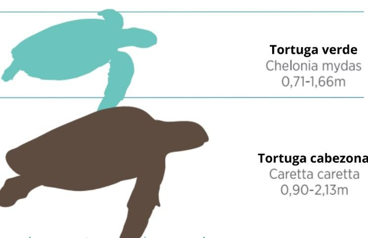 Gráfico de Tortuga Cabezona en comparación a la Tortuga Verde