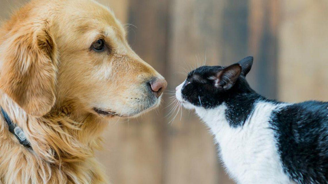 Perro y gato, Día del Animal, efeméride