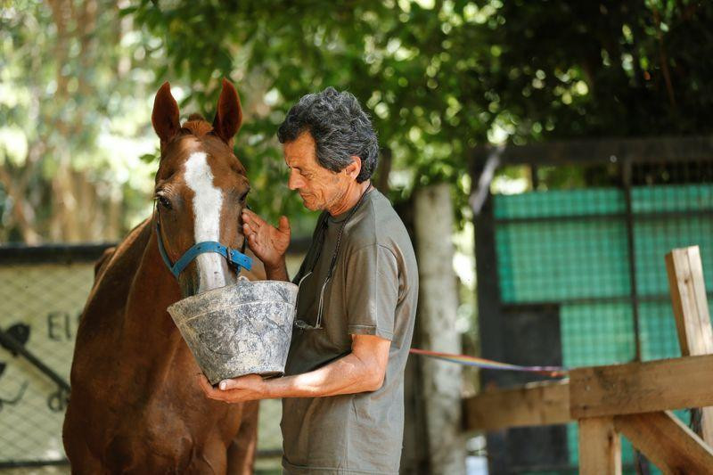 Caballos, día del animal, efemérides