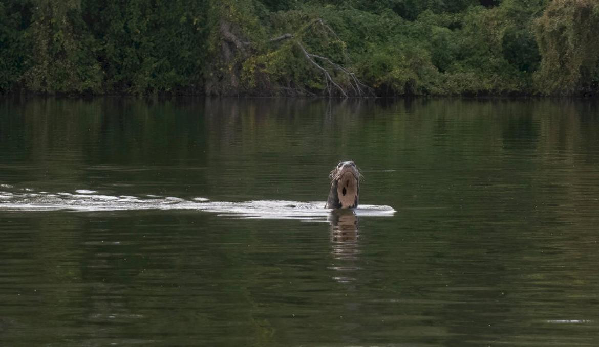 Una especie de nutria gigante apareció en Chaco