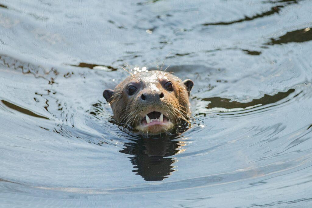 Nutria gigante