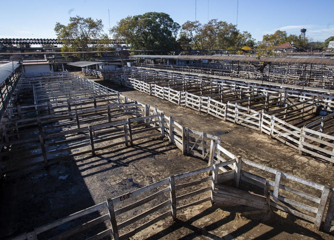 Paro del campo, desabastecimiento de hacienda, carne, NA