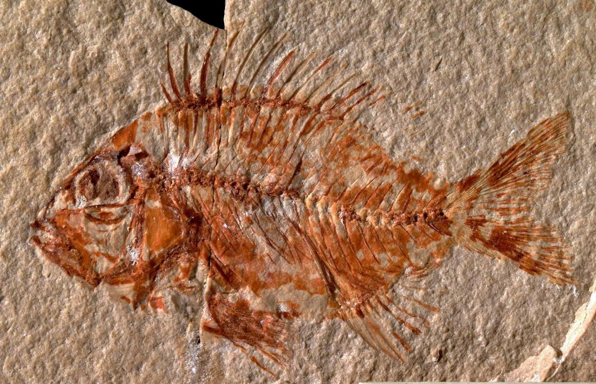 Hallan una nueva especie de pez en México que vivió hace 95 millones de años, EFE