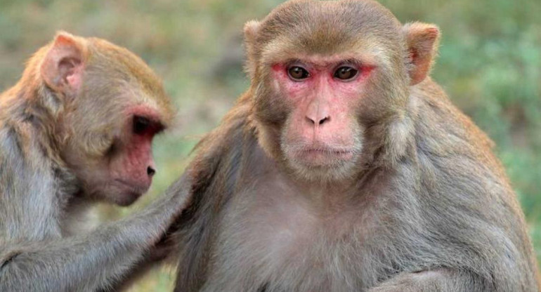 El macaco rhesus, una especie muy conocida de monos. Esta es la principal transmisora del Virus B