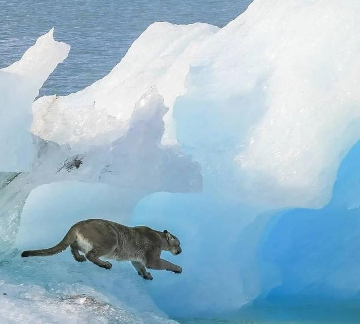 ¿Cómo terminó la historia del puma varado sobre un iceberg en la Patagonia?