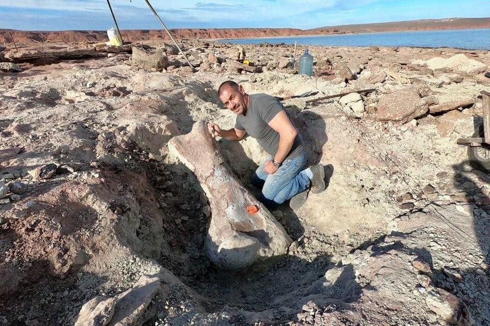 Futalognkosaurus hembra de hace 90 millones de años, Neuquén