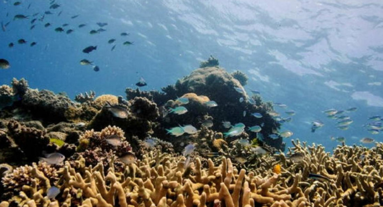 Arrecife de corales y fauna marina. Foto: Archivo