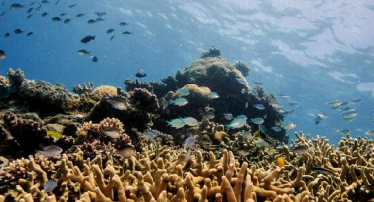 Arrecife de corales y fauna marina. Foto: Archivo