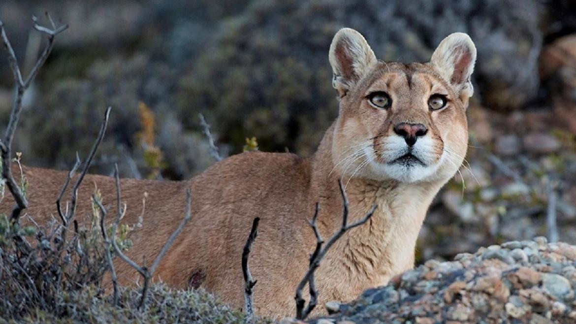 Caza de pumas en Neuquén aprobada por ley