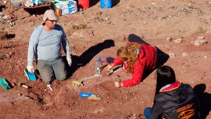 Hallazgo de restos fósiles de dinosaurio herbívoro en Neuquen
