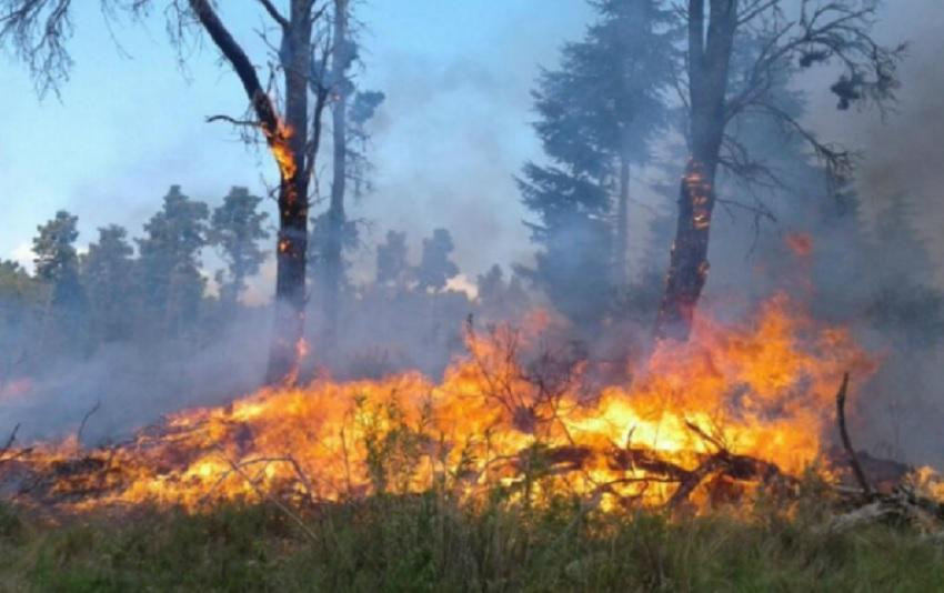 Feroz incendio forestal en Córdoba