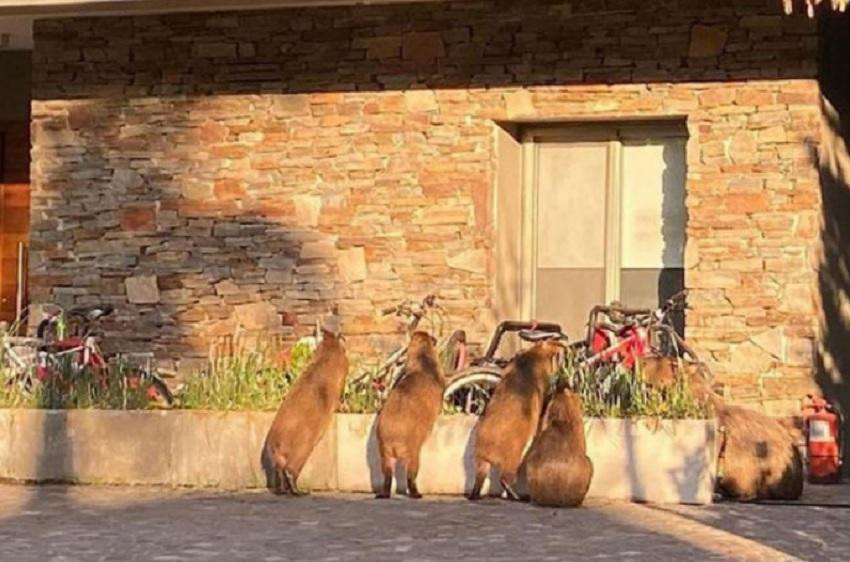 Alarma en Nordelta por la invasión de carpinchos