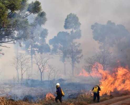 Tragedia ambiental en Misiones: intencionales incendios afectaron el Parque Provincial de la Araucaria