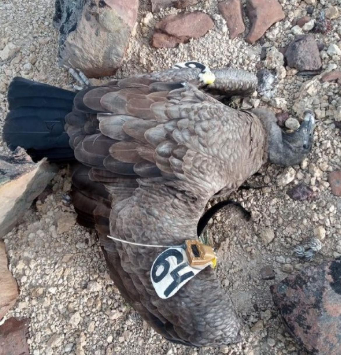 Rio Negro: nuevo caso de un cóndor muerto envenenado con agrotóxicos prohibidos