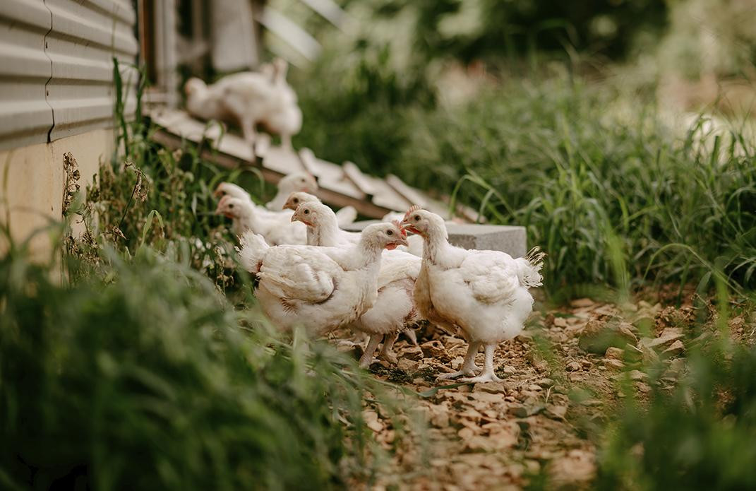 Criadero de gallinas orgánicas en Virginia, Estados Unidos