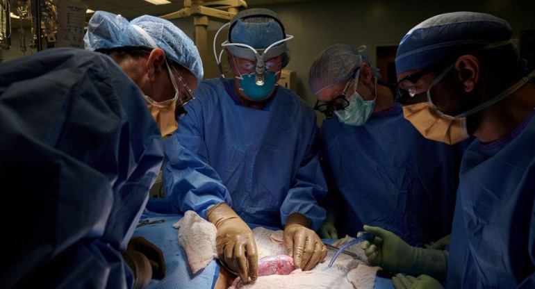 El primer trasplante de un riñón de cerdo, Reuters