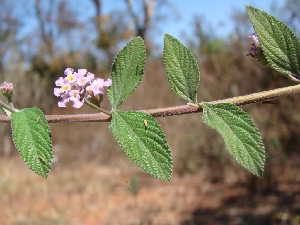 Planta Lippia alba