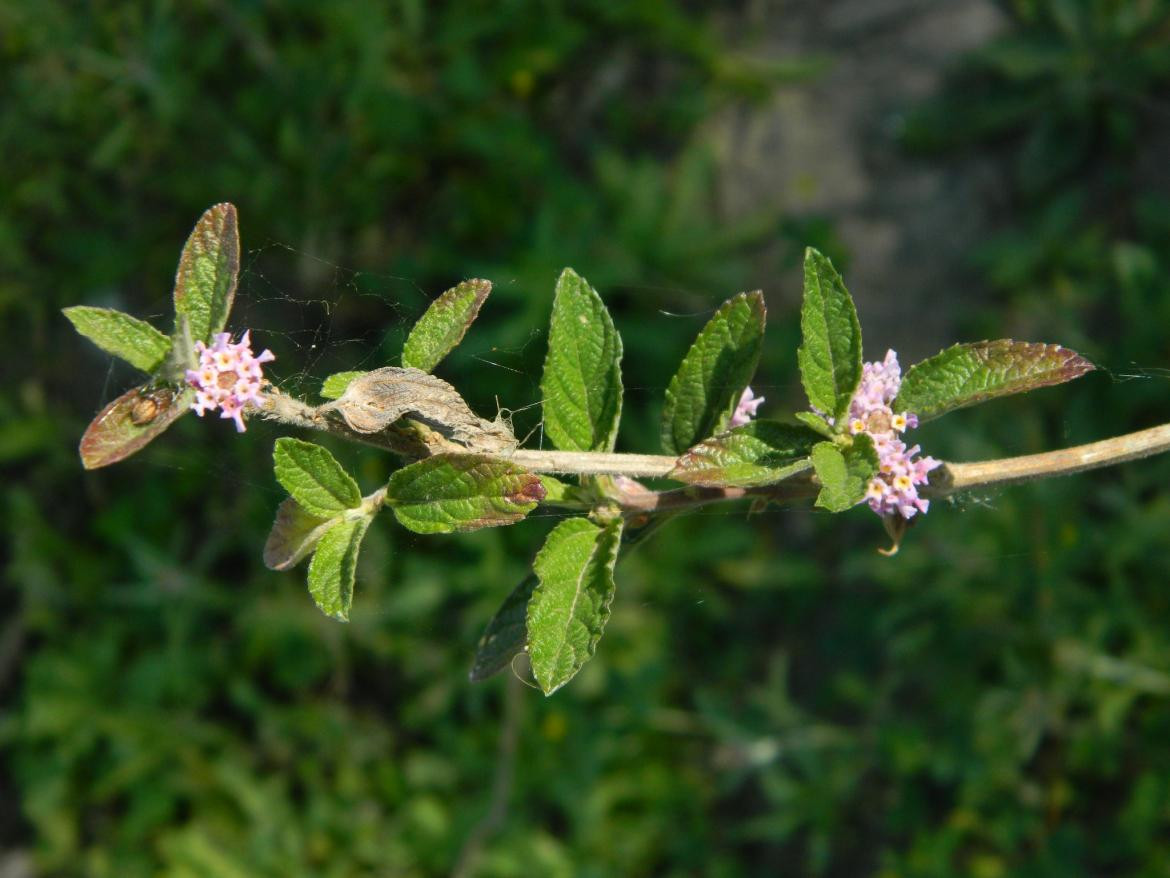 Planta Lippia alba