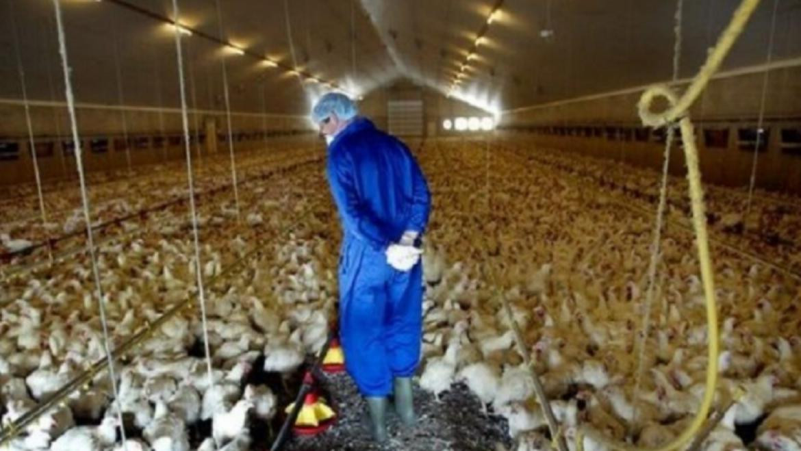 Francia decretó el confinamiento de aves de corral por alerta de gripe aviar