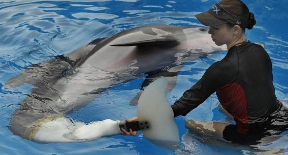 La delfín Winter estaba cuidada desde 2005 en el acuario Cleanwater de Florida