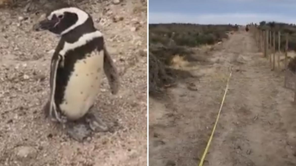 Pingüinos, Chubut, foto captura video