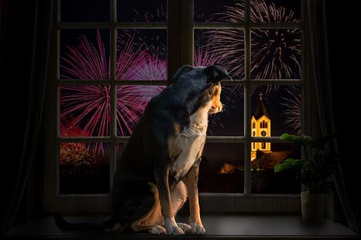 Miedo de mascotas ante fuegos artificiales