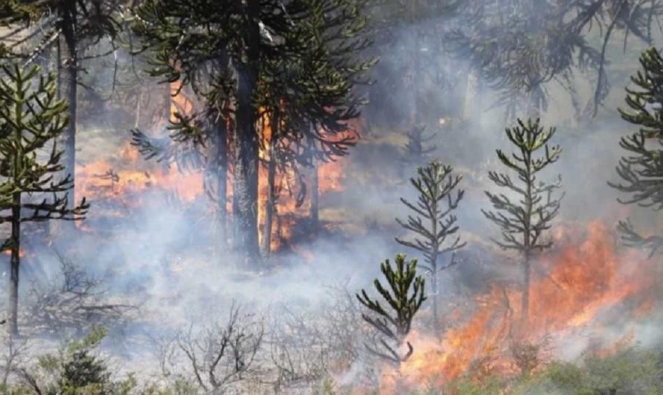 Incendios en el Sur: nuevos focos complican el trabajo exhaustivo de los brigadistas