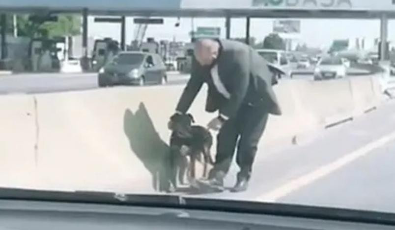 Perrito rescatado en autopista, captura video