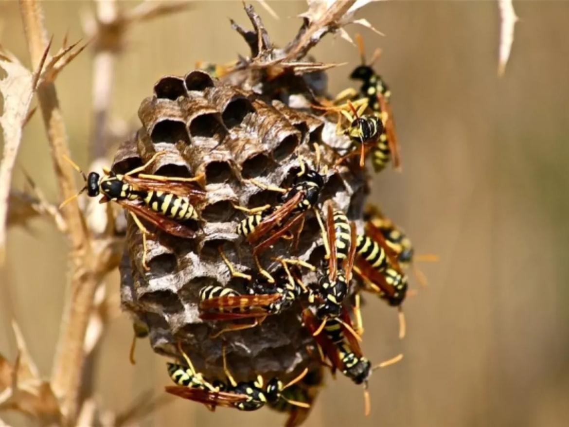 Enjambre de abejas