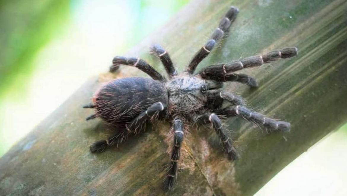 Descubrieron una nueva especie de tarántula que vive dentro de los tallos de bambú