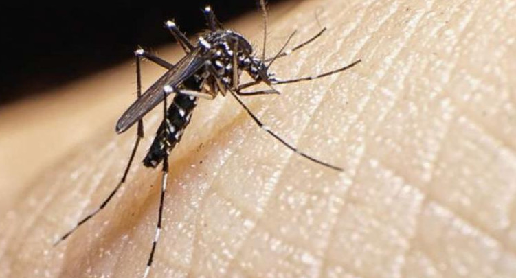 Dengue, mosquito, foto NA